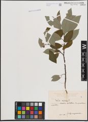 Foto von Salix caprea L.